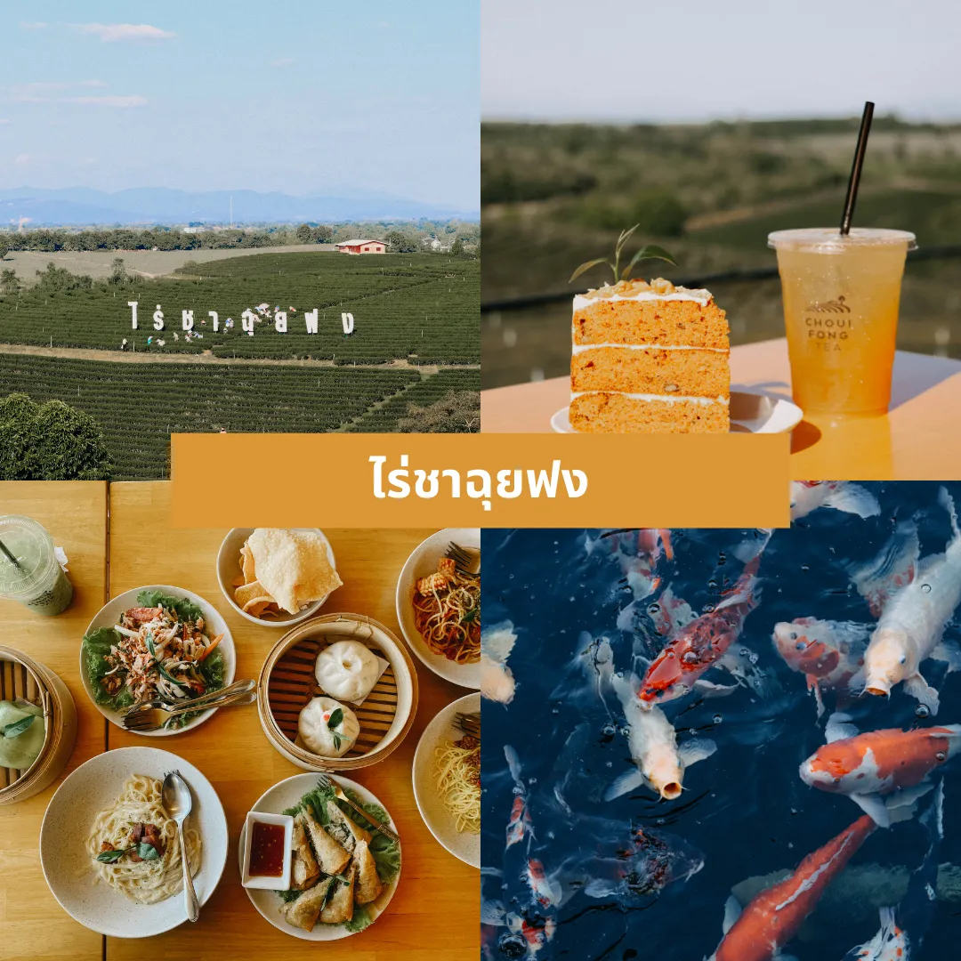 ไร่ชาฉุยฟง เชียงราย